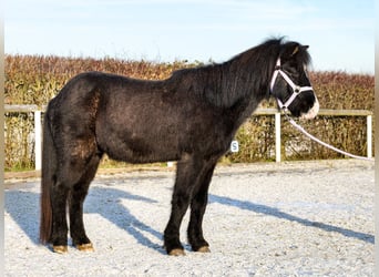 Islandpferd, Wallach, 8 Jahre, 128 cm, Rappe