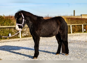 Islandpferd, Wallach, 8 Jahre, 128 cm, Rappe