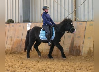 Islandpferd, Wallach, 8 Jahre, 128 cm, Rappe