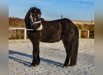 Islandpferd, Wallach, 8 Jahre, 128 cm, Rappe