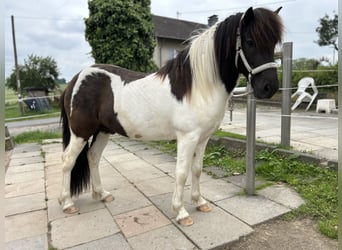 Islandpferd, Wallach, 8 Jahre, 134 cm, Schecke