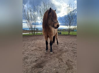 Islandpferd, Wallach, 8 Jahre, 135 cm, Falbe