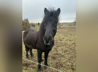 Islandpferd, Wallach, 8 Jahre, 135 cm, Rappe