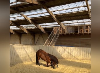 Islandpferd, Wallach, 8 Jahre, 136 cm, Brauner