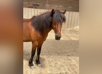 Islandpferd, Wallach, 8 Jahre, 136 cm, Brauner
