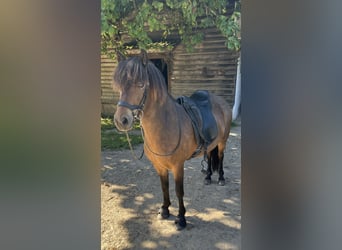 Islandpferd, Wallach, 8 Jahre, 138 cm, Brauner