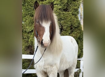 Islandpferd, Wallach, 8 Jahre, 138 cm, Schecke