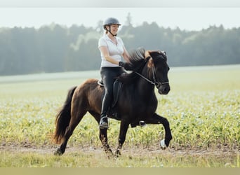 Islandpferd, Wallach, 8 Jahre, 139 cm, Rappe