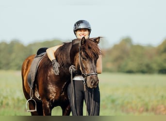 Islandpferd, Wallach, 8 Jahre, 139 cm, Rappe