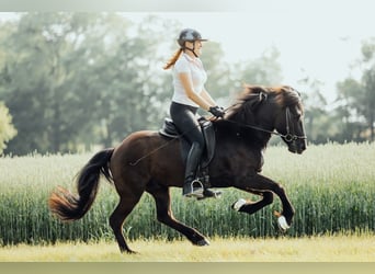 Islandpferd, Wallach, 8 Jahre, 139 cm, Rappe