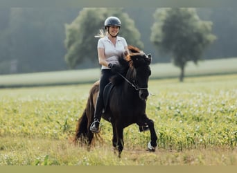 Islandpferd, Wallach, 8 Jahre, 139 cm, Rappe