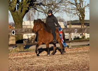 Islandpferd, Wallach, 8 Jahre, 140 cm, Brauner