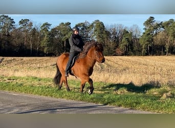 Islandpferd, Wallach, 8 Jahre, 140 cm, Brauner