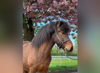 Islandpferd, Wallach, 8 Jahre, 140 cm, Brauner
