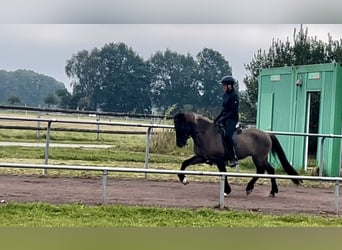 Islandpferd, Wallach, 8 Jahre, 140 cm, Falbe