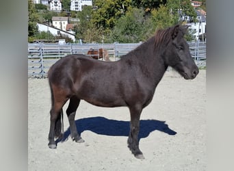 Islandpferd, Wallach, 8 Jahre, 140 cm
