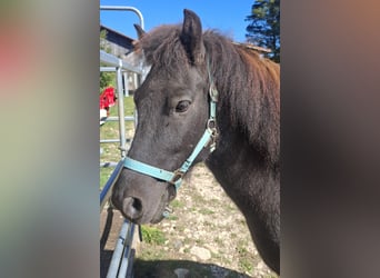 Islandpferd, Wallach, 8 Jahre, 140 cm