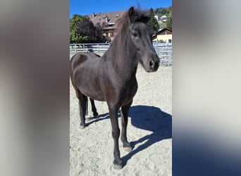 Islandpferd, Wallach, 8 Jahre, 140 cm
