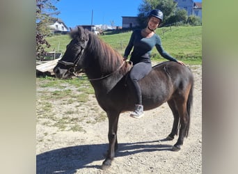 Islandpferd, Wallach, 8 Jahre, 140 cm
