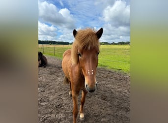 Islandpferd, Wallach, 8 Jahre, 140 cm, Fuchs