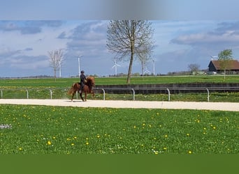 Islandpferd, Wallach, 8 Jahre, 140 cm, Fuchs