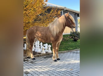 Islandpferd, Wallach, 8 Jahre, 141 cm, Fuchs