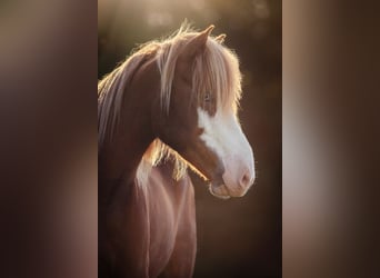 Islandpferd, Wallach, 8 Jahre, 142 cm, Dunkelfuchs