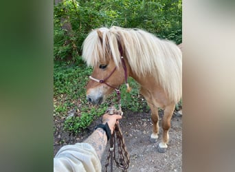 Islandpferd, Wallach, 8 Jahre, 142 cm, Fuchs