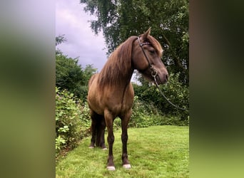 Islandpferd, Wallach, 8 Jahre, 142 cm, Rappe