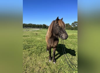 Islandpferd, Wallach, 8 Jahre, 142 cm, Rappe