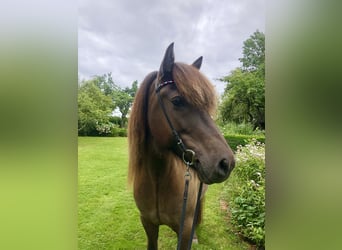 Islandpferd, Wallach, 8 Jahre, 142 cm, Rappe