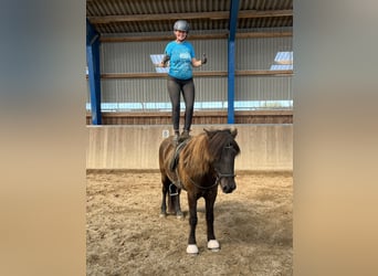 Islandpferd, Wallach, 8 Jahre, 142 cm, Rappe