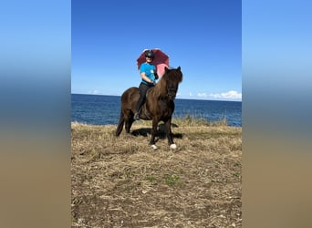 Islandpferd, Wallach, 8 Jahre, 142 cm, Rappe