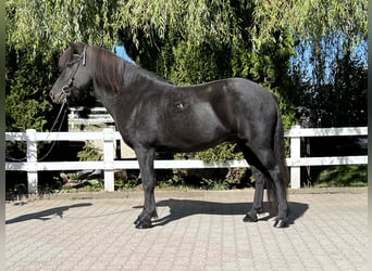 Islandpferd, Wallach, 8 Jahre, 143 cm, Rappe