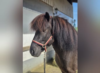 Islandpferd, Wallach, 8 Jahre, 143 cm, Rappe