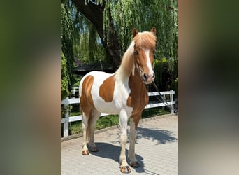 Islandpferd, Wallach, 8 Jahre, 143 cm, Schecke