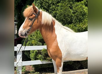 Islandpferd, Wallach, 8 Jahre, 143 cm, Schecke