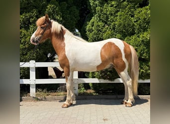 Islandpferd, Wallach, 8 Jahre, 143 cm, Schecke