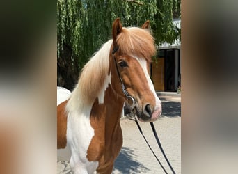 Islandpferd, Wallach, 8 Jahre, 143 cm, Schecke