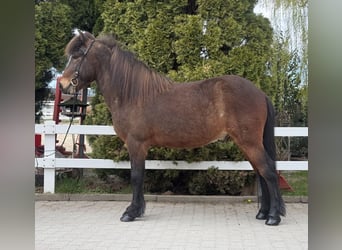 Islandpferd, Wallach, 8 Jahre, 144 cm, Brauner