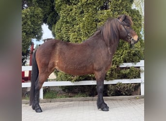Islandpferd, Wallach, 8 Jahre, 144 cm, Brauner