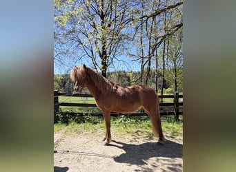 Islandpferd, Wallach, 8 Jahre, 144 cm, Fuchs