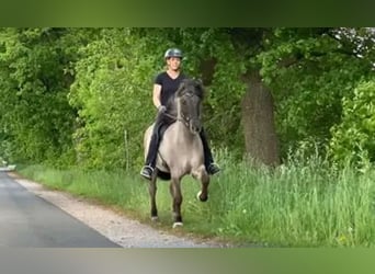 Islandpferd, Wallach, 8 Jahre, 144 cm