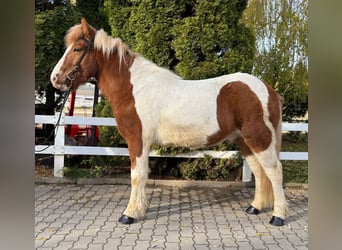 Islandpferd, Wallach, 8 Jahre, 144 cm, Schecke