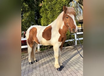 Islandpferd, Wallach, 8 Jahre, 144 cm, Schecke
