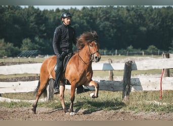 Islandpferd, Wallach, 8 Jahre, 145 cm, Brauner