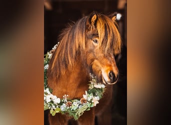 Islandpferd, Wallach, 8 Jahre, 146 cm, Brauner