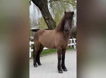 Islandpferd, Wallach, 8 Jahre, 146 cm, Rappe