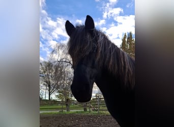 Islandpferd, Wallach, 8 Jahre, 147 cm, Rappe