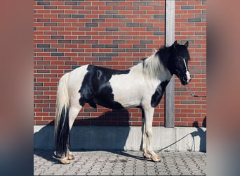 Islandpferd, Wallach, 8 Jahre, 147 cm, Schecke